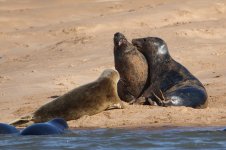 20170923 (1)_Grey_Seal.JPG