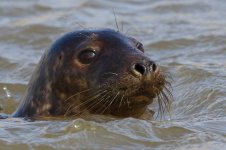 20170923 (10)_Grey_Seal.JPG