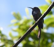 Purple Bearded Beeeater_Gunung Ambang_260617b.jpg