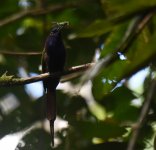 Purple Bearded Beeeater_Gunung Ambang_260617c.jpg