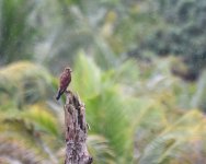 Indonesian Kestrel_Buli_220617a.jpg