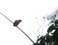 Eclectus Parrot_Halmahera_230617a.jpg