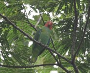 Red-Cheecked Parrot_Foli_210617a.jpg