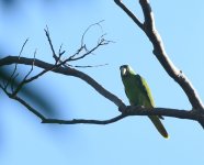 Blue Backed Parrot_Palu_050717a.jpg