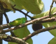 Pygmy Hanging Parrot_Tambun_270617a.jpg