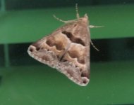 Kuwait Prodotis moth resized.jpg