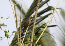 sulawesi brush cuckoo.JPG