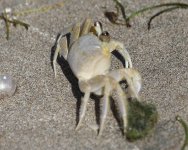 Crab - AAA - Jamaica Negril - 17Sep11 - 03-120.jpg