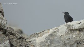 2017.10.20 Blue Rock Thrush.JPG