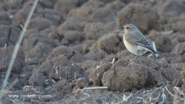 2017.10.20 Wheatear.JPG