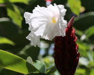 Flower - AAA - Jamaica Negril - Barney's Flower & Humminbird Garden - 17Sep18 - 10-118.jpg