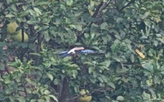 Red-billed Blue Magpie.jpg