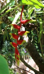 Flower - AAA - Jamaica Negril - Barney's Flower & Humminbird Garden - 17Sep18 - 10-177.jpg