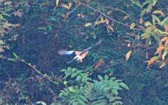 Red-billed Blue Magpie (1).jpg