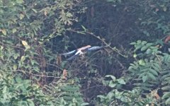Red-billed Blue Magpie (2).jpg