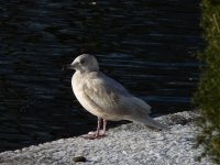 Iceland Gull- S P.jpg