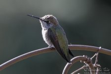 hummingbird1.jpg