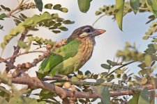 White-cheeked-Barbet-(28)-Fort-Aguada-fbook.jpg