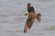 Sand Martin (03) - Copy.jpg