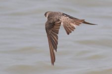 Sand Martin (04) - Copy.jpg