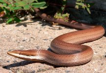 Burton's-Snake-lizard-QLD.jpg