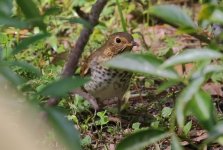 WoodThrush-01a.JPG