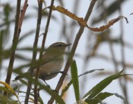 Siberian Chiffchaff_Girdle Ness_211017a.jpg