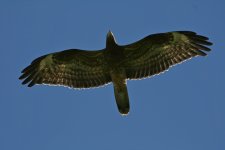 Honey Buzzard soulor.JPG