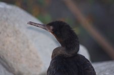 a- aa Cormorant 10-21-2014 Monterey CA P4034.jpg