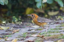 Thrush,Orange_headed_001.jpg