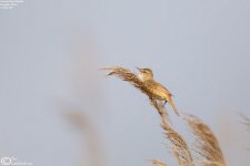 Reed_Warbler,Oriental_003.jpg