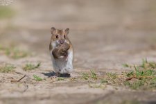 Mouse,Striped_field_001.jpg