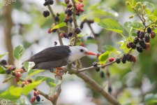 Bulbul,Himalayan_Black_012.jpg