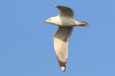 Mongolian Gull (07) - Copy.jpg