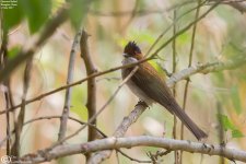 Bulbul,Chestnut_004.jpg