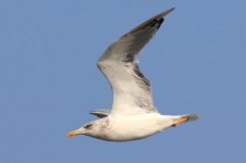 Heuglin's Gull (04) - Copy.jpg