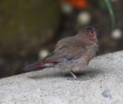 Dlv_6423_Firefinch sps.jpg