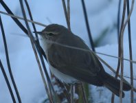 Siberian Chiffchaff_Girdle Ness_101217b.jpg