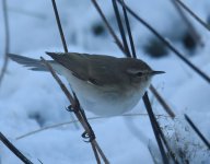 Siberian Chiffchaff_Girdle Ness_101217c.jpg