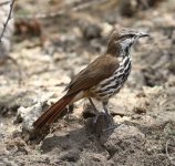 Dlv_6604_Spotted_Morning_Thrush.jpg