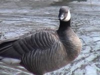 hybrid cackling canada goose barnacle goose.jpg