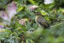 Reichenbach's Sunbird_DSG32713.jpg