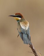 Dlv_7984_Bee-eater sps.jpg