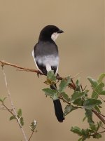 Dlv_7998_Fiscal-Shrike sps.jpg