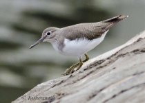 Wader from Lake Kolleru Sep 20,  2015.jpg