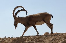 Israel - Ben Gurion Nubian Ibex.jpg