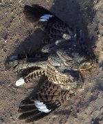 Nubian Nightjar 2 (2).jpg