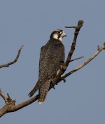 Dlv_9732_Barbary_Falcon.jpg