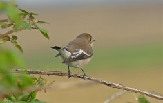 P1780062pse Pied Fly Gramboro.jpg