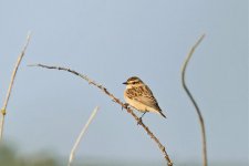 P1770814pse Whinchat2.jpg